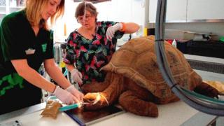 Giant tortoise at Bristol Zoo