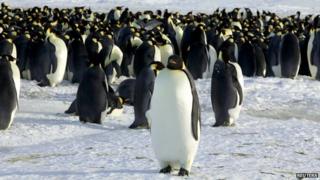 Emperor penguins