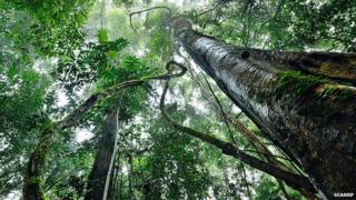 Tropical rainforest canopy (Image: South East Asian Rainforest Research Programme)