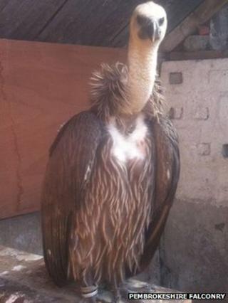 Missing vulture