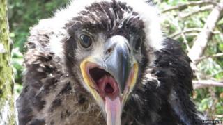 the rescued sea eagle chick