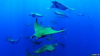 Chilean devil rays