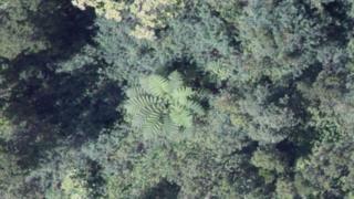 Aerial image of an Australian fern tree in native forest, Hawaii