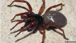 The Moravian Six-Eyed Spider
