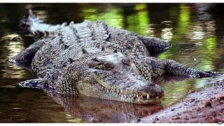 Saltwater crocodile in Queensland, Australia