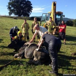 The cow was checked over by a vet after being rescued but was unharmed