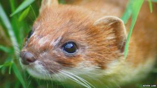 File image of a stoat