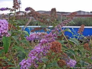 Buddleia at Willesden Junction