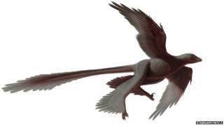 Changyuraptor