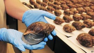 African snails seized by the USDA
