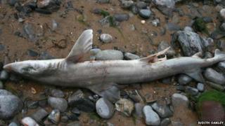 Dead shark