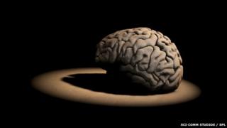 brain