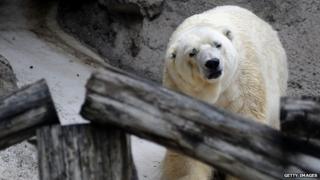 Arturo the polar bear appeared in Mendoza, Argentina, on 5 February 2014