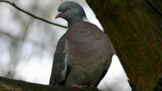 Woodpigeon