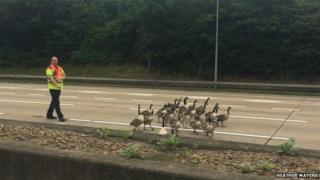 Geese on the M25