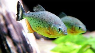 Piranhas