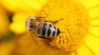 honeybee