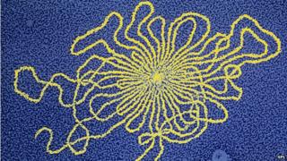 Electron micrograph scan of viral DNA