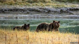 Grizzly bear mother with cub