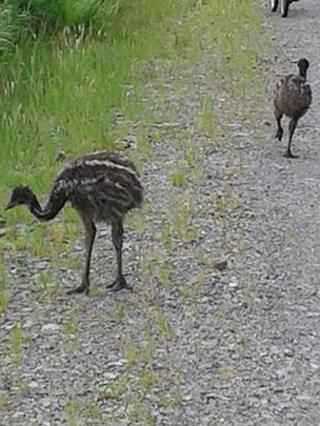 Emus