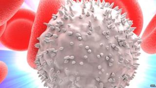 White blood cells