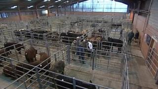 Louth Cattle Market