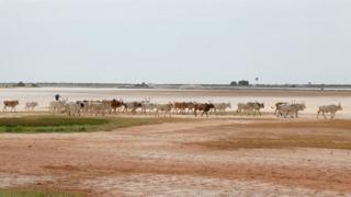 Cattle heading for home
