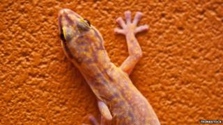gecko