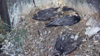 Dead peregrines