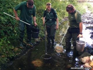 Fish rescue