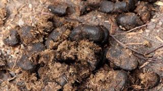 Manure