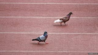 Pigeons on racetrack