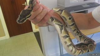 Roy the Royal Python