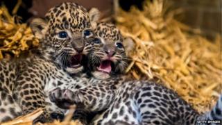 Leopard cubs