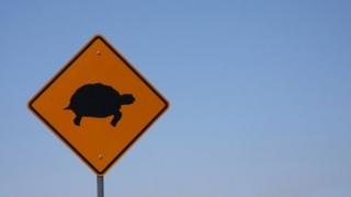 Turtle sign