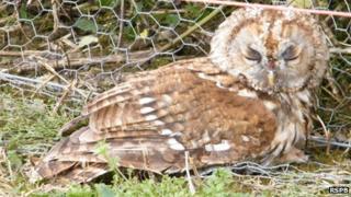 Injured owl