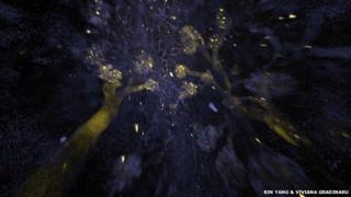 3D visualization of intact kidney tissue