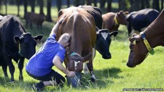 Ex-prisoner says goodbye to favourite cow
