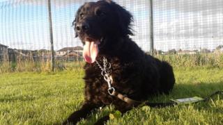missing guide dog tess