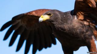 Harris hawk