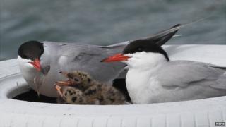 Common Terns