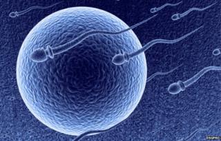 Egg and sperm