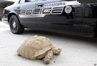 Alhambra Police Department patrol car and the giant tortoise