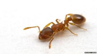 A single 'Temnothorax rugatulus' ant