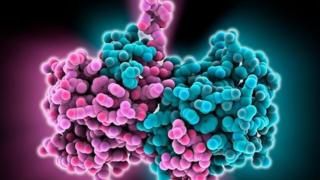 Ebola virus