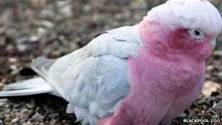 Cockatoo