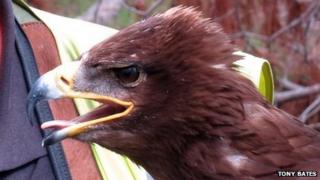 Storm the Russian steppe eagle