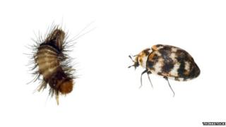 Woolly bear and carpet beetle