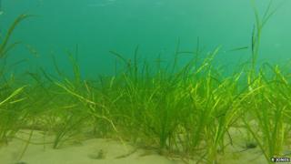 Zostera marina seagrass