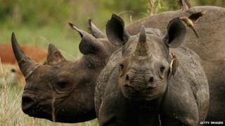 Rhinos in Kruger National Park